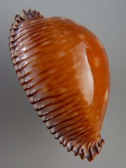 Perisserosa guttata guttata 68,1 mm Gem-29973