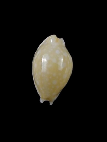 Cryptocypraea dillwynii 13,7 mm Gem-29109
