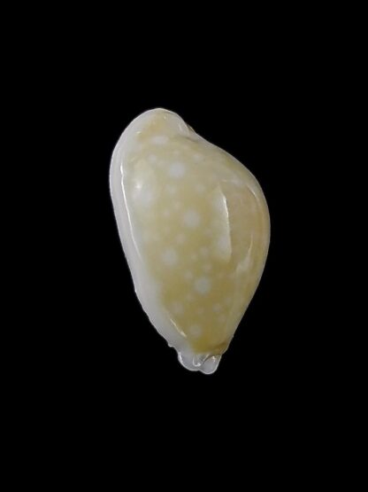 Cryptocypraea dillwynii 13,7 mm Gem-29110