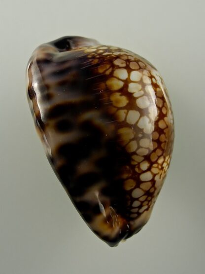 Mauritia maculifera scindata 51,4 mm Gem-29120