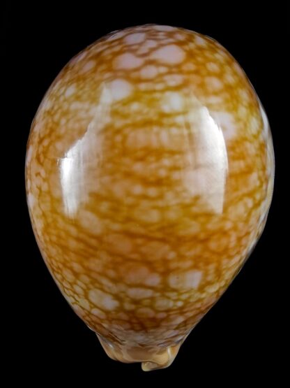 Lyncina broderipii 83,4 mm Gem-29159