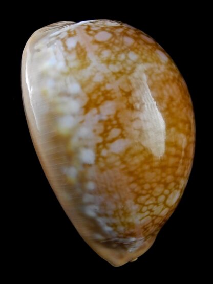 Lyncina broderipii 83,4 mm Gem-29164