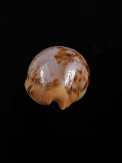 Cypraeovula connelli connelli 26,3 mm Gem (-)-29100