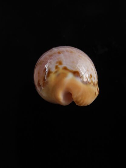 Cypraeovula connelli connelli 26,3 mm Gem (-)-29102