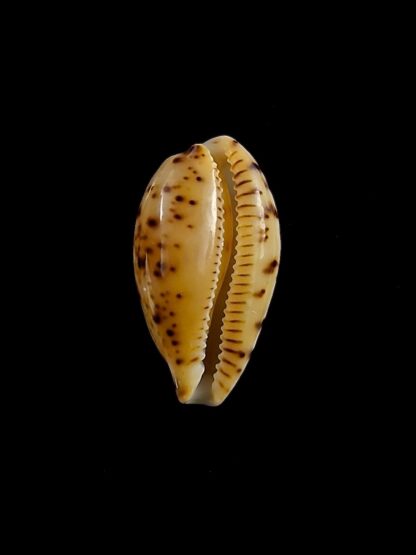 Palmulacypraea katsuae katsura 18,8 mm Gem-29094