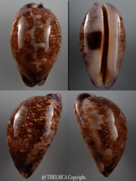 Leporicypraea mappa admirabilis 71 mm Gem-0