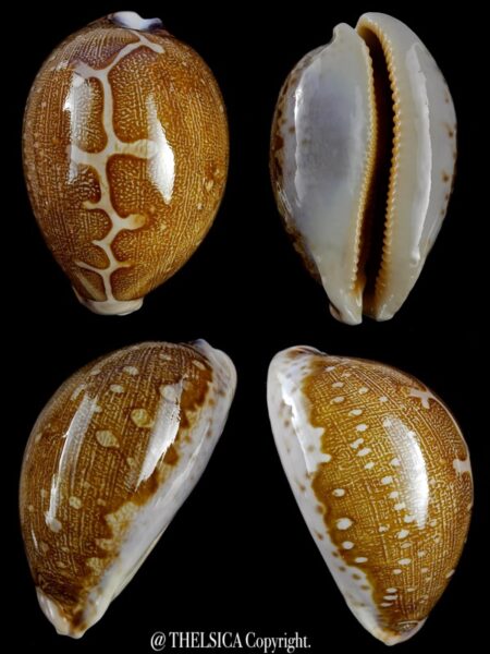 Leporicypraea mappa viridis eluceta 61,6 mm Gem-0