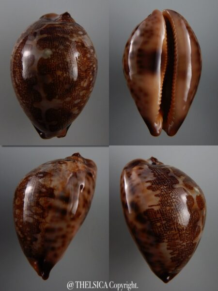 Leporicypraea mappa viridis montrouzieri 65,6 mm F+++/Gem-0