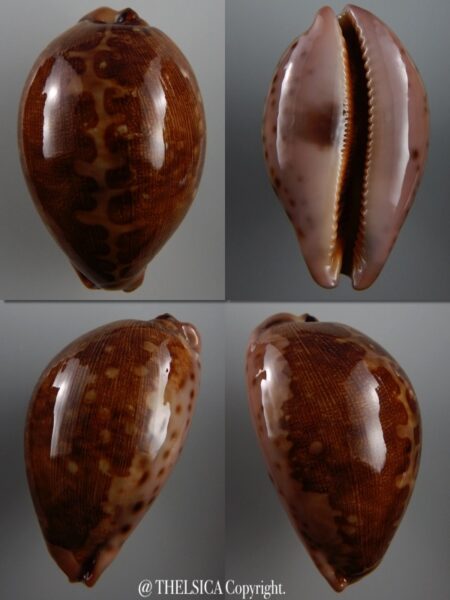 Leporicypraea mappa viridis montrouzieri 68,2 mm F+++/Gem-0