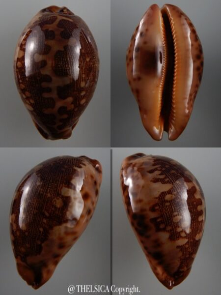 Leporicypraea mappa viridis montrouzieri 69,3 mm F+++/Gem-0