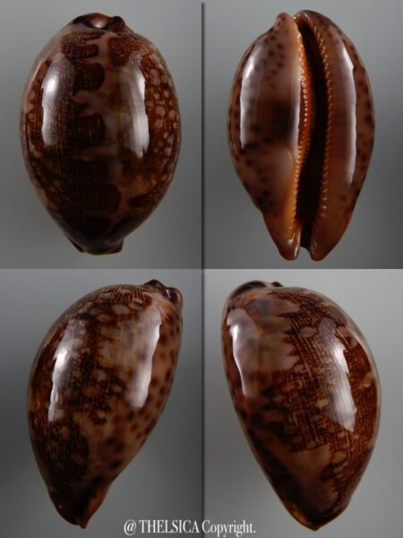 Leporicypraea mappa viridis montrouzieri 72,1 mm Gem-0