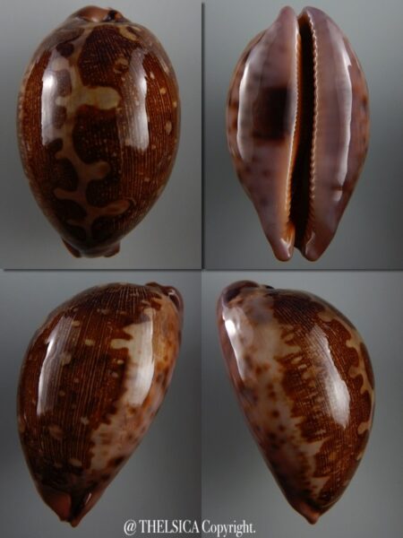 Leporicypraea mappa viridis montrouzieri 73,7 mm Gem-0