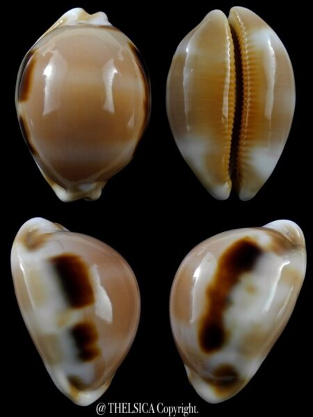 Luria tessellata ...Giant.....38,9 mm Gem-0