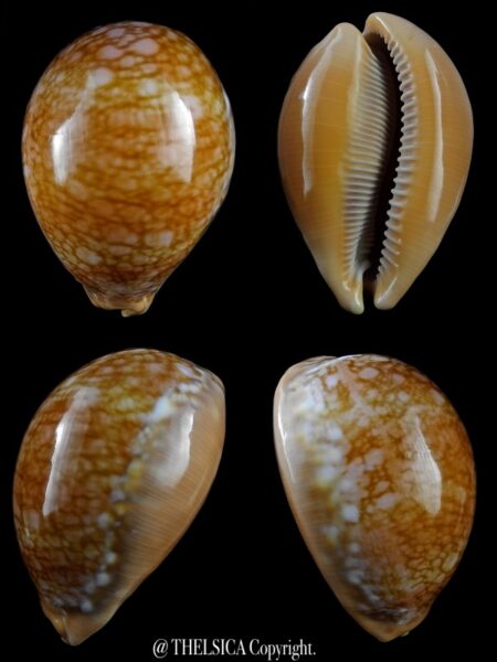 Lyncina broderipii 83,4 mm Gem-0
