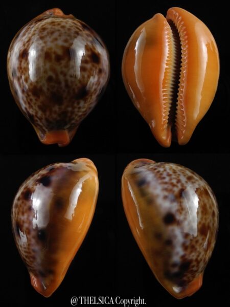 Lyncina porteri porteri 49,5 mm Gem-0