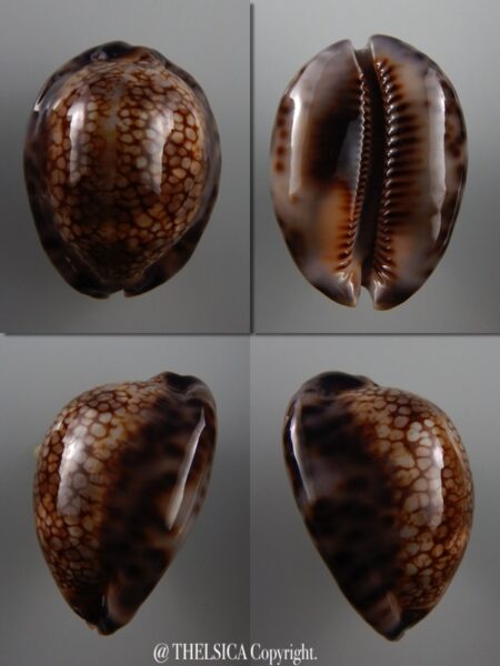 Mauritia maculifera scindata 55,9 mm Gem-0