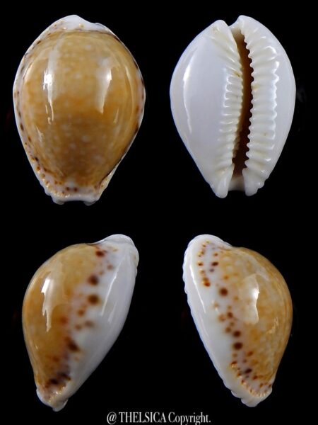 Naria cernica viridicolor… big... 28,1 mm Gem-0