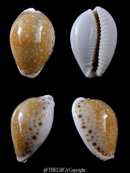 Naria cernica viridicolor… big... 28,2 mm Gem-0
