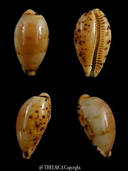 Palmulacypraea katsuae katsura 18,8 mm Gem-0