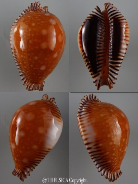 Perisserosa guttata guttata 59,9 mm Gem-0
