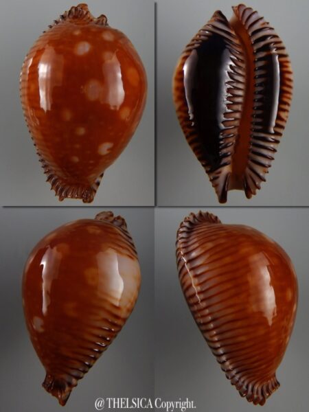 Perisserosa guttata guttata 60,6 mm Gem-0