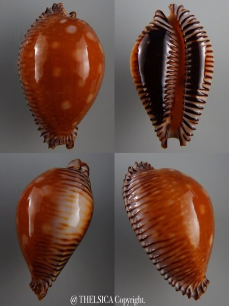 Perisserosa guttata guttata 62,3 mm Gem-0