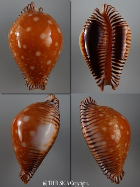 Perisserosa guttata guttata 68,1 mm Gem-0