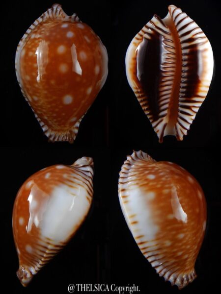 Perisserosa guttata guttata bicallosa 50,5 mm Gem+++-0