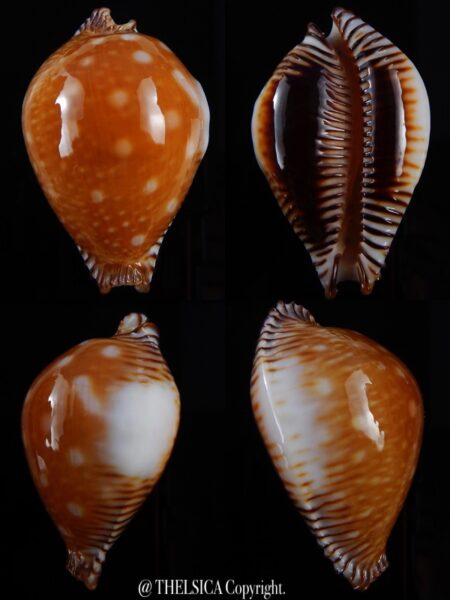 Perisserosa guttata guttata bicallosa 59,8 mm Gem+++-0