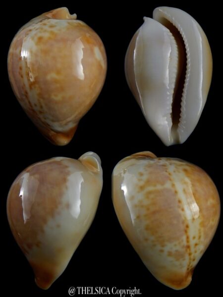 Umbilia armeniaca andreyi 69,4 mm F+++:Gem-0
