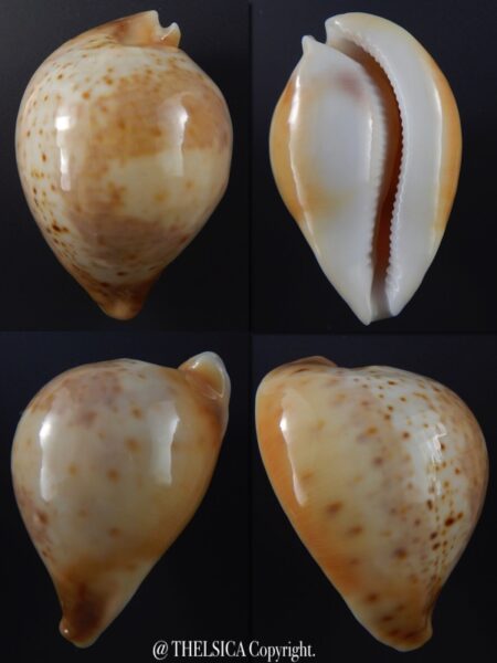 Umbilia armeniaca andreyi 71,4 mm Gem-0