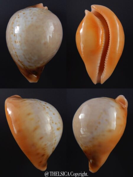 Umbilia armeniaca andreyi ...SPECIAL COLOUR ...76,8mm Gem-0