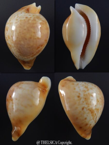Umbilia armeniaca andreyi ..Big size.. 81,3 mm Gem-0