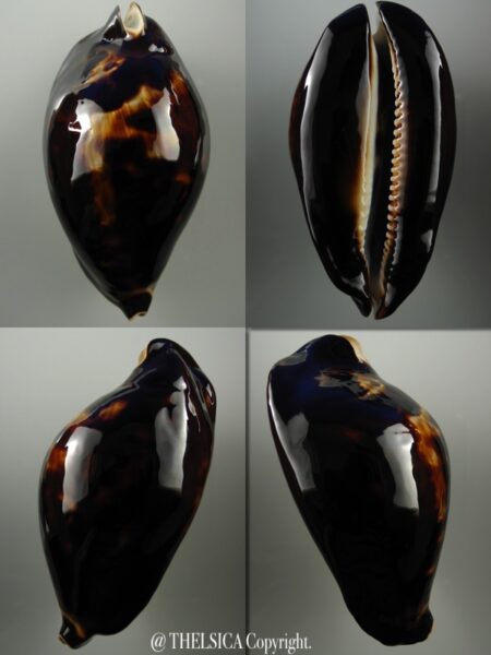 Zoila friendii friendii ...Black... 85,3 mm Gem-0