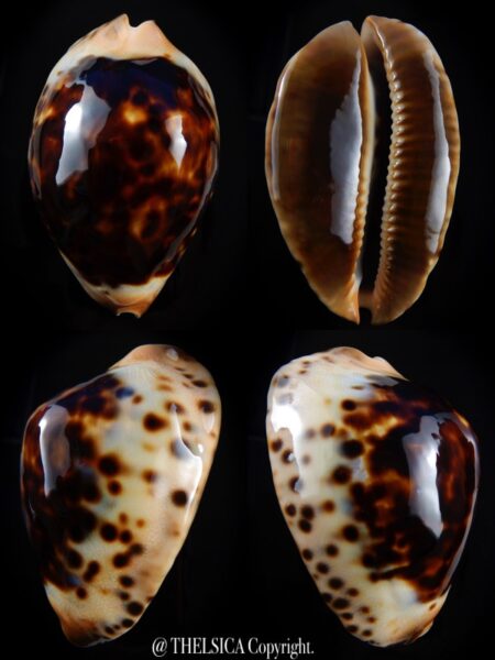 Zoila jeaniana jeaniana ..Black... 76,9 mm Gem-0