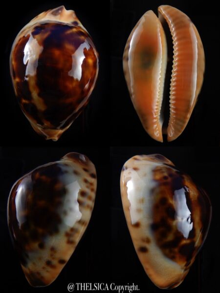 Zoila jeaniana jeaniana ..Golden base... 77,5 mm Gem (-)-0