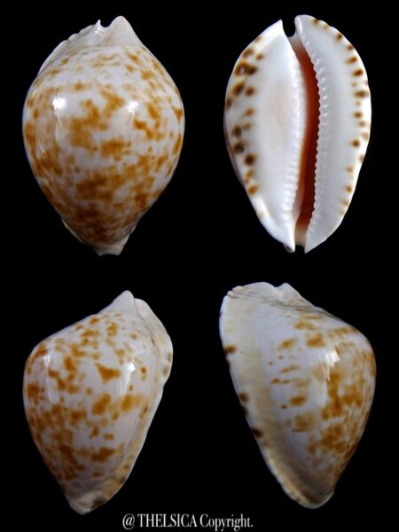Zoila marginata marginata ..Deep water..... 51,2 mm Gem-0