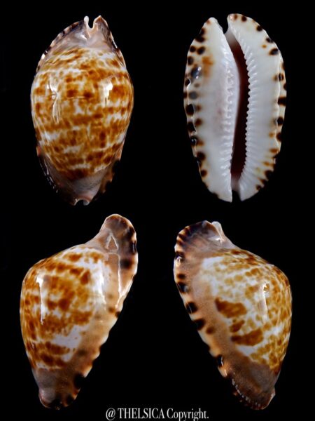 Zoila marginata consueta ... 58,9 mm F+++/Gem-0