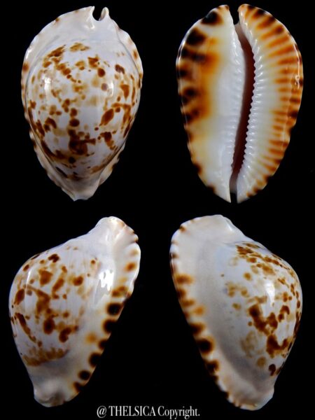 Zoila marginata bataviensis ...Giant... 59 mm Gem-0