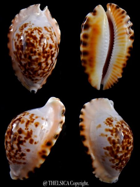 Zoila marginata bataviensis ...TOP colour ... 52,3 mm Gem-0