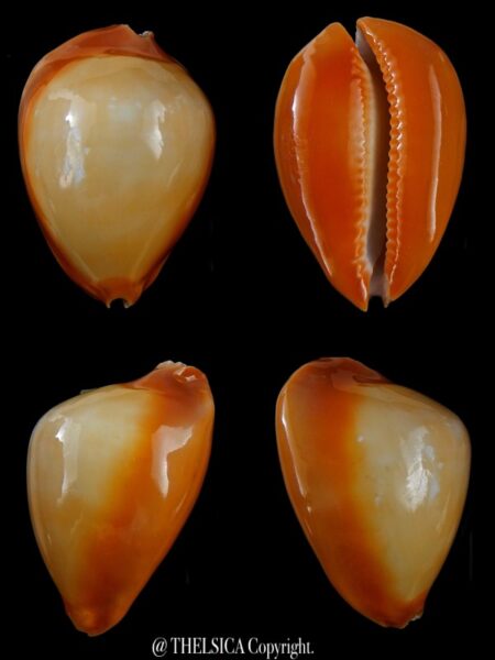 Zoila raywalkeri ..GOLDEN.. 50,6 mm F+++-0