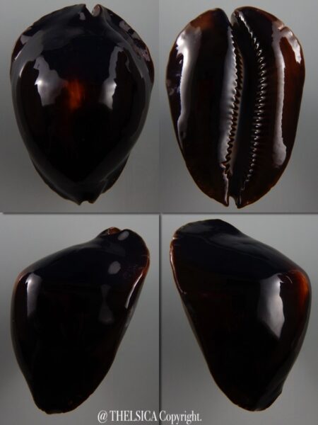 Zoila rosselli satiata 53,7 mm F+++/Gem-0
