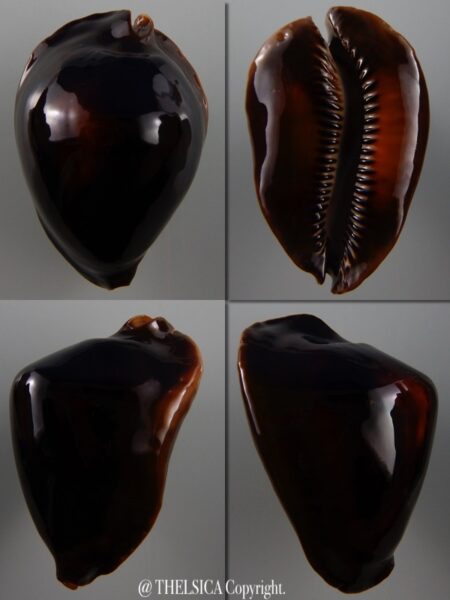 Zoila rosselli satiata 55,5 mm Gem (-)-0