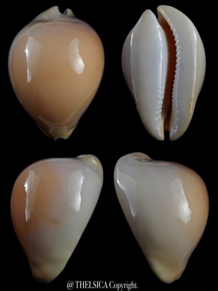 Zoila venusta bakeri 74,7 mm Gem+++-0