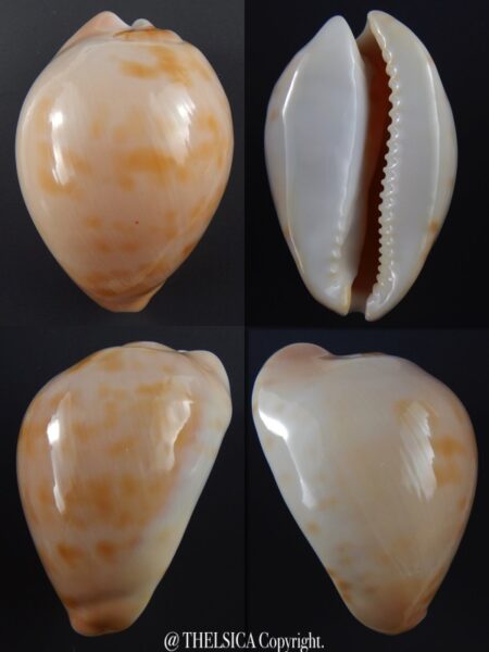 Zoila venusta roseopunctata ...Pink Gold... 71,6 mm Gem-0