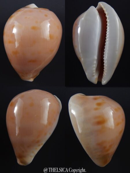 Zoila venusta roseopunctata ...Pink Gold... 76,1 mm Gem-0