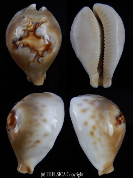 Afrozoila fultoni massieri mozambicana 69,1 mm Gem-0