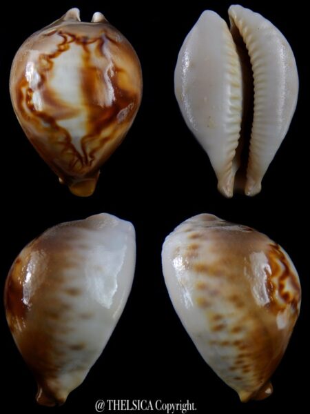 Afrozoila fultoni massieri mozambicana 69,5 mm Gem-0