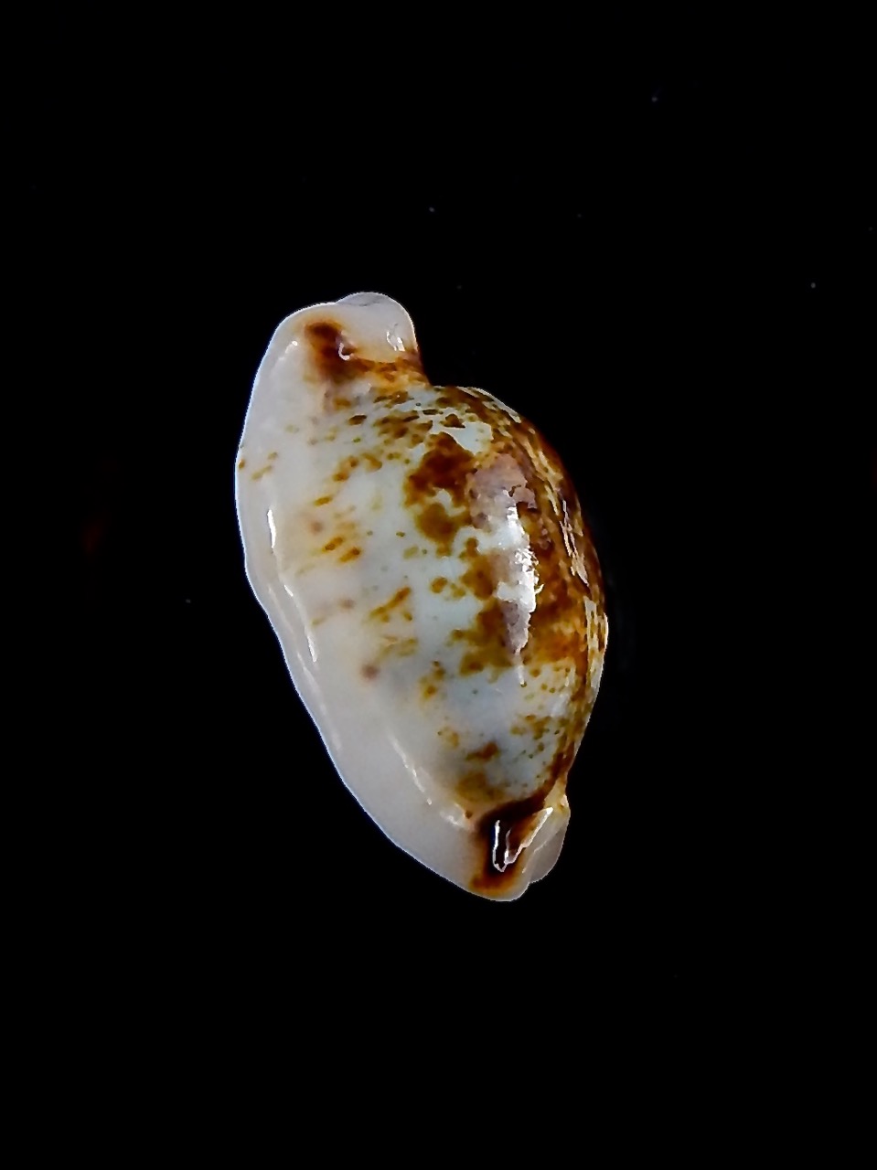 Bistolida hirundo rouxi N&R 21,7 mm Gem-30940