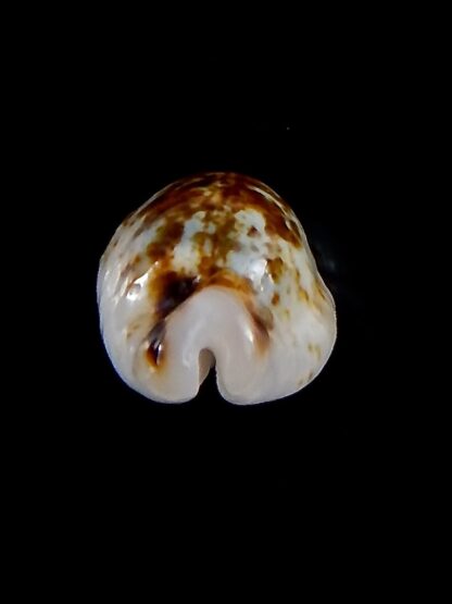 Bistolida hirundo rouxi N&R 21,7 mm Gem-30939